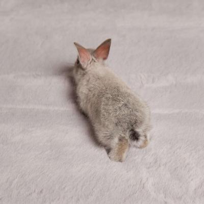 Ковер Rabbit серый 120 x 170 фото #7