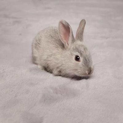 Ковер Rabbit серый 120 x 170 фото #6
